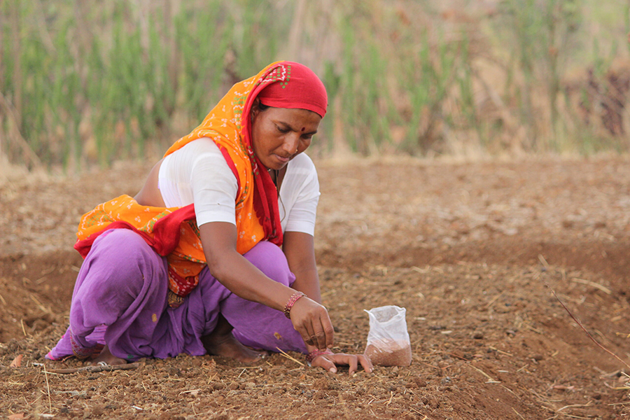 Sowing the seeds on the nursery bed