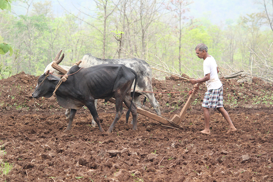Ploughing and preparing the farm land