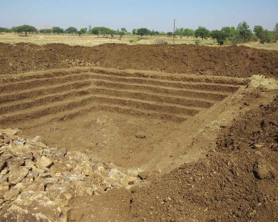 15 days old plants in the field