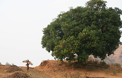 Community Forest Rights